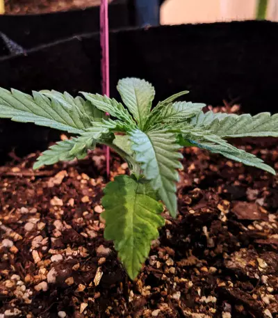 Criminal+ feminized seeds