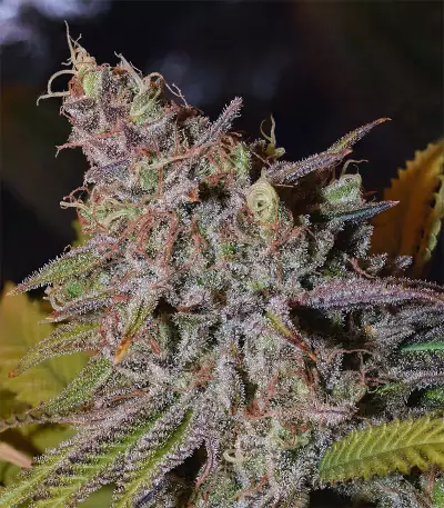 Semi femminizzati Critical Super Silver Haze