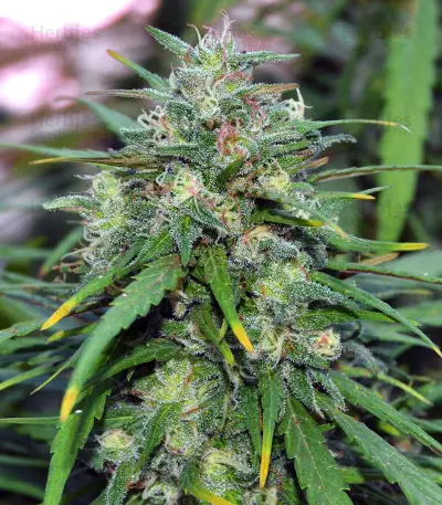 Destroyer Seeds