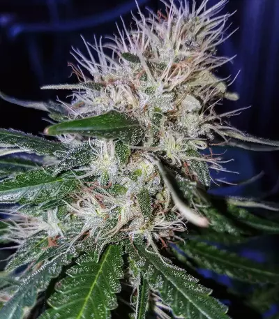 ErdPurt Seeds