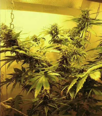 First Lady regular (Sensi Seeds)