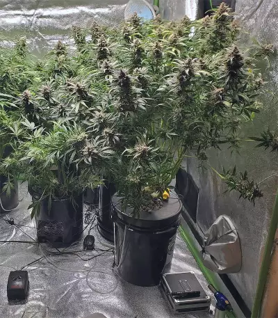 Girl Scout Cookies Seeds (Garden of Green)