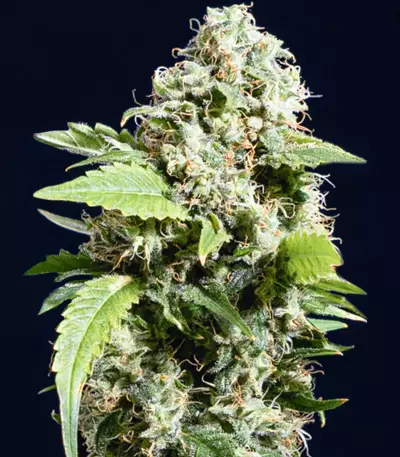 Gorilla G4 Auto (BlimBurn Seeds)