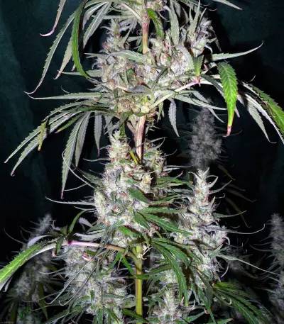 Graines de cannabis Hawaiian Snow x Wedding Cake x Gelato 33 (GHS)