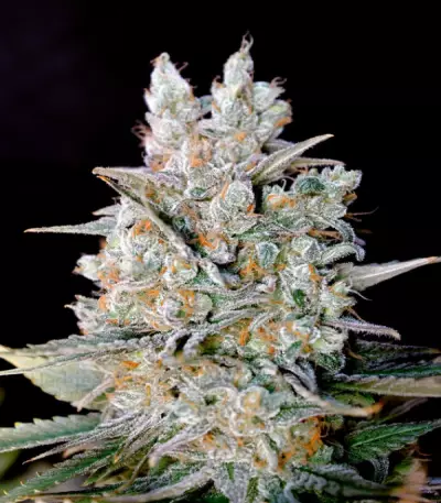 Kritikal Bilbo Auto feminized seeds