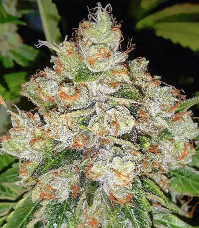 Karmarado OG Seeds