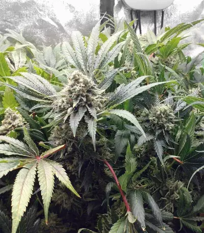 Kosher Sorbet (DNA Genetics)