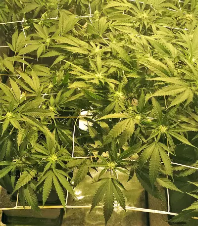 Kripple Roulette (Dr. Krippling Seeds)