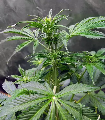 LSD Auto (Barney's Farm)