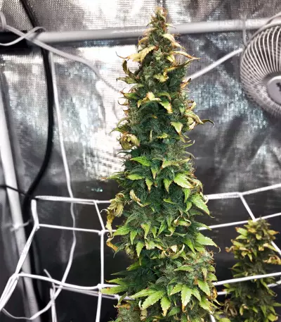 NL Auto Seeds