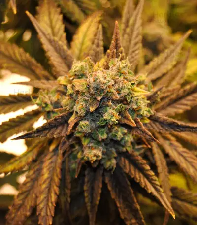 Semi femminizzati NYC Diesel