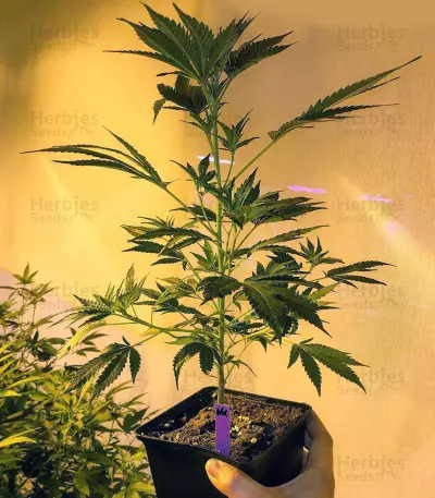 Graines de cannabis Nepal Kush (Flying Dutchmen)