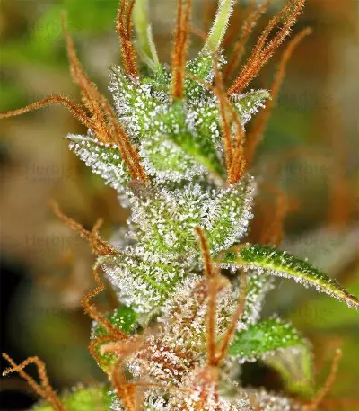 Graines de cannabis Panama Haze (Ace Seeds)