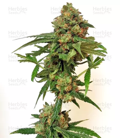 Graines de cannabis Panama Haze (Ace Seeds)