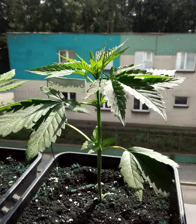 Graines de cannabis Road Dawg Regular (Karma Genetics)