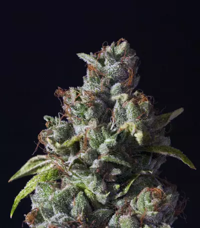 Rollex OG Kush Seeds