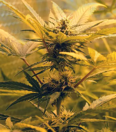 Skunk #1 Automatic (Sensi Seeds)