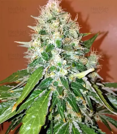 Skywalka Cookies Seeds