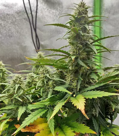 Strawberry Gum feminized seeds