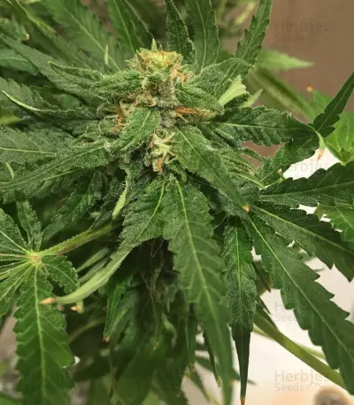 Sementes Feminizadas de Sugar Black Rose Early Version (Delicious Seeds)