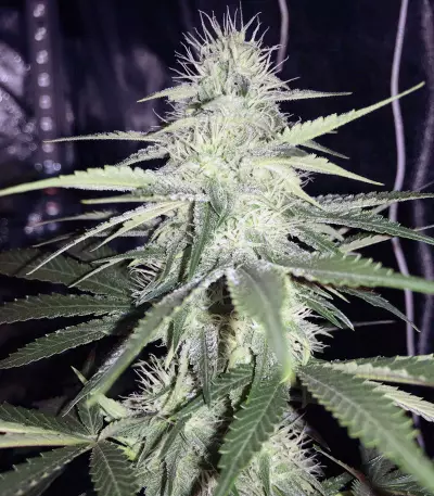 Sweet ZZ (Sweet Z) (RQS)