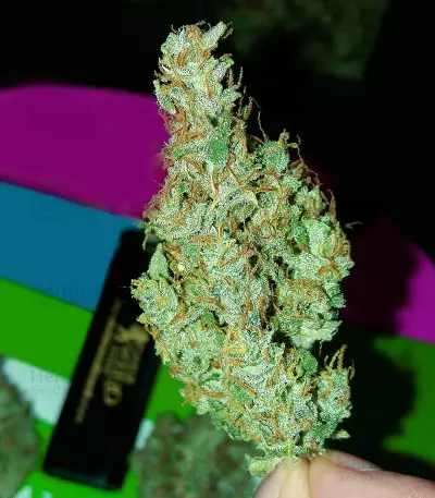 White Widow Auto feminized seeds (Kera Seeds)