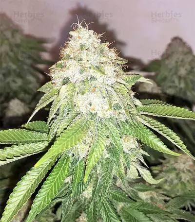 Xtreme Kush feminized seeds