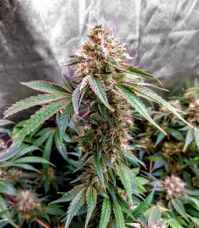 Zuri Widow feminized seeds