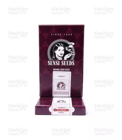 Graines féminisées d’Afghani #1 (Sensi Seeds)