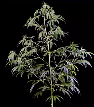 Arjan's Haze #2 (GHS)