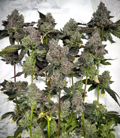 Blue Dream-Samen (Herbies Seeds)
