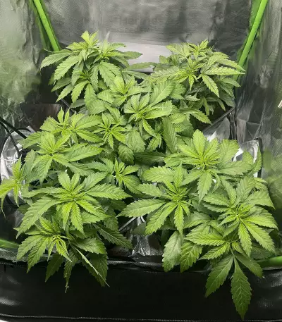 Cheese (Herbies Seeds)