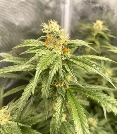 Cheese (Herbies Seeds)