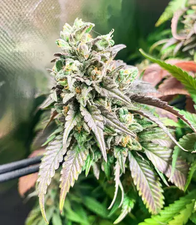 Chem Cookies Seeds (AlphaFem Seeds)