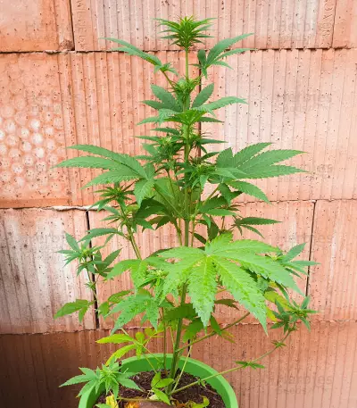 Critical Lights (Expert Seeds) Seeds