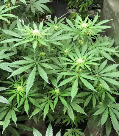 Dieselicious (Freedom of Seeds)