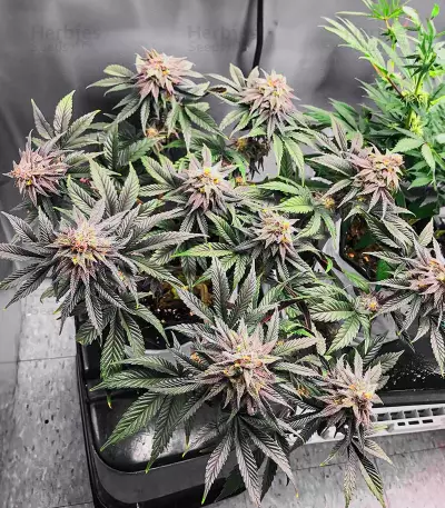 Semillas Feminizadas Dozy Breath (AlphaFem Seeds)