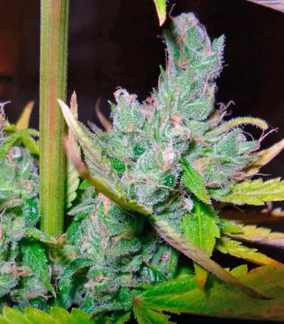 Semi femminizzati Exodus Cheese