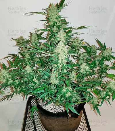 Extreme Impact Auto Seeds