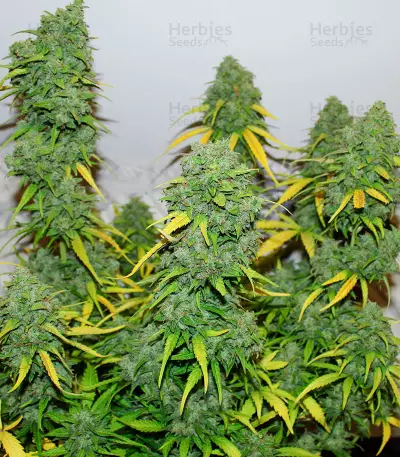Graines de cannabis Fast & Vast Auto (Heavyweight Seeds)