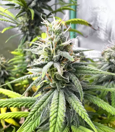 Semillas Feminizadas Gelato 41 x Gelato 41 Auto (Green House Seeds)