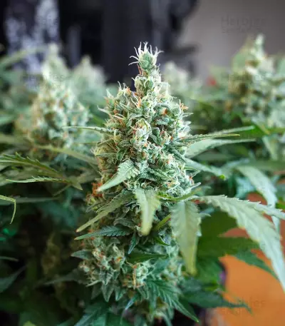 Graines de Godzilla Original Glue GG#4 Auto (Herbies Seeds)