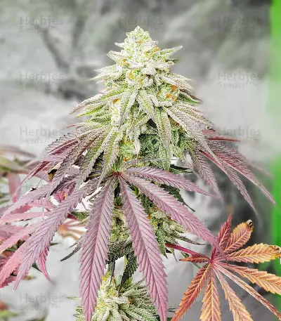 Sementes Feminizadas de Grandaddy Banner (AlphaFem Seeds)