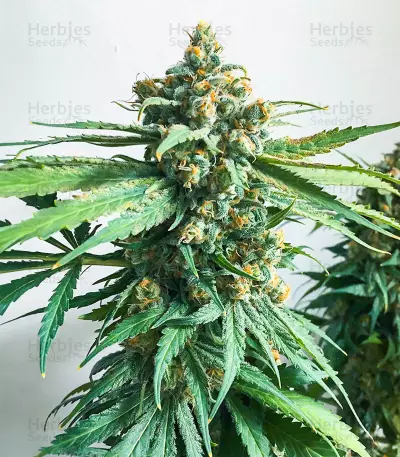 Hero Cookies Seeds (AlphaFem Seeds)