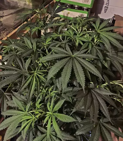 Graines de cannabis Meringue (Dutch Passion)