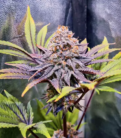 Punch Cookies Seeds (AlphaFem Seeds)