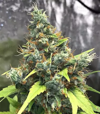 Acapulco Gold Seeds