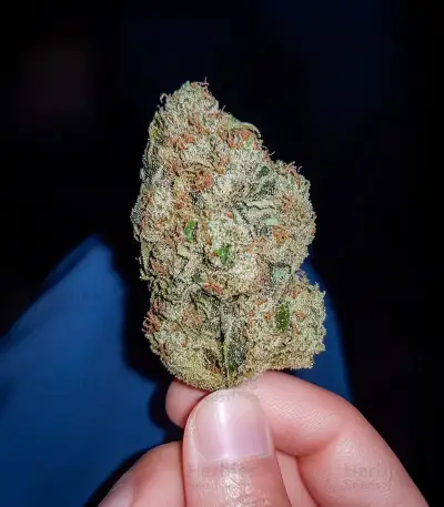 Alaska Thunderfuck Auto Seeds