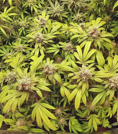 Banana Diesel Seeds
