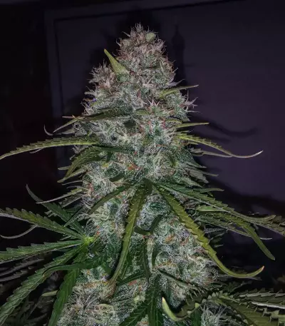 Blueberry Glue Auto (Glueberry Auto) Seeds